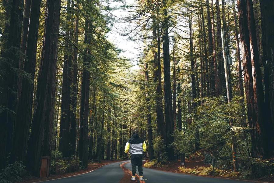 L'homme se tient dos à la caméra sur une route qui traverse de grands séquoias.