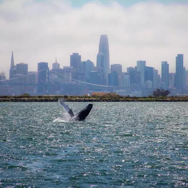 一只鲸鱼闯入贝博体彩app湾的水域.